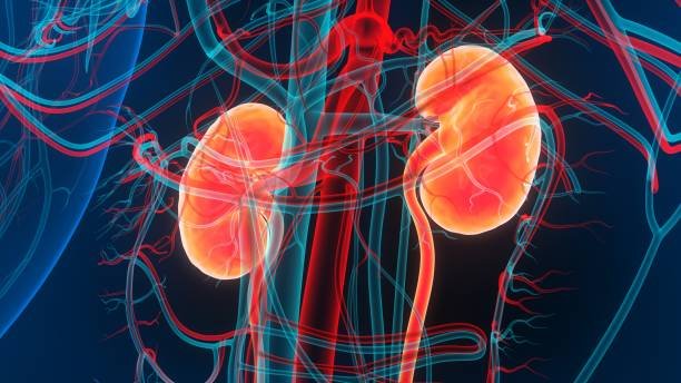Symptoms, Causes, Treatment, and Risks of Kidney Disease